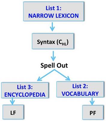 The Morphophonology of Intraword Codeswitching: Representation and Processing